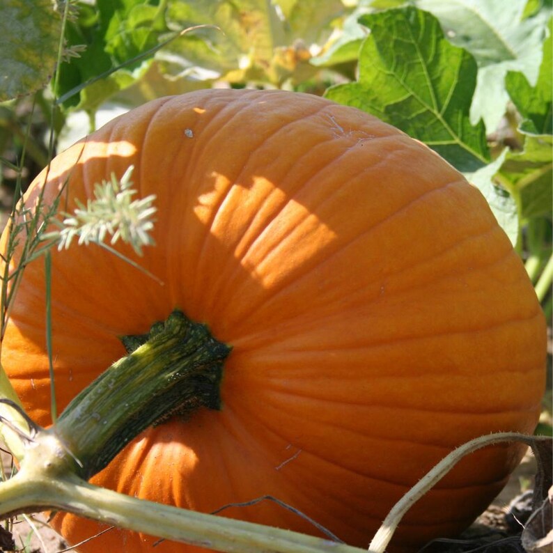 15+ Orange Kürbiskerne, Cucurbita orange, Kürbisse, Flaschenkürbisse und Melonen Bild 2