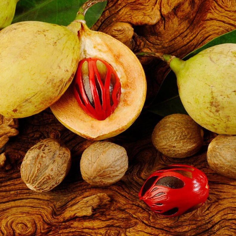 3+ semillas de nuez moscada, Myristica fragrans, árbol de nuez moscada, árbol de especias tropicales imagen 1