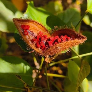 Peut inclure: Une gousse de graines de rocou ouverte avec une enveloppe ext&eacute;rieure en forme de c&oelig;ur, brune et &eacute;pineuse, r&eacute;v&eacute;lant un amas de graines rouge vif &agrave; l'int&eacute;rieur. La gousse est fix&eacute;e &agrave; une fine tige verte, entour&eacute;e de feuilles vert clair.