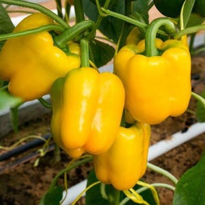 Puede incluir: Un grupo de cuatro pimientos amarillos brillantes que cuelgan del tallo de una planta verde. Los pimientos tienen una piel lisa y brillante con una forma cuadrada de varios l&oacute;bulos. Est&aacute;n rodeados de grandes hojas verdes y tallos finos.