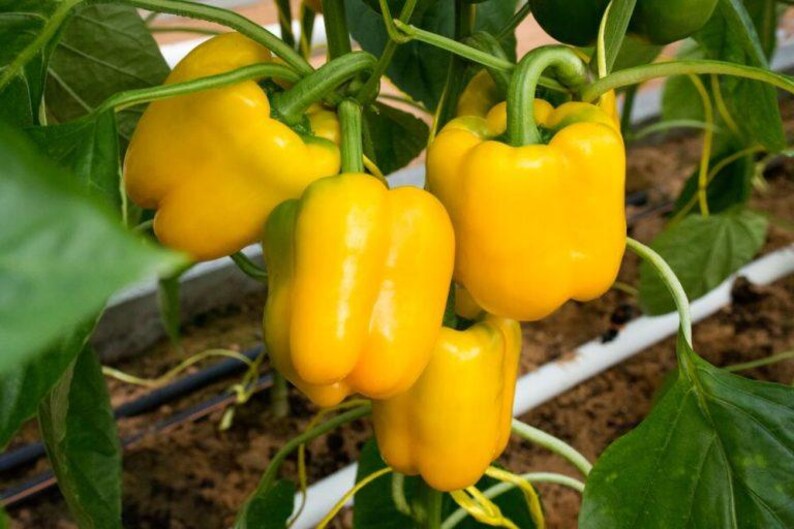 Puede incluir: Un grupo de cuatro pimientos amarillos brillantes que cuelgan del tallo de una planta verde. Los pimientos tienen una piel lisa y brillante con una forma cuadrada de varios l&oacute;bulos. Est&aacute;n rodeados de grandes hojas verdes y tallos finos.