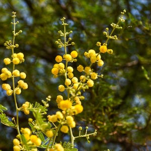 20–70 Samen von Acacia Nilotica, Babul, Dornenmimose, Vachellia nilotica Bild 9