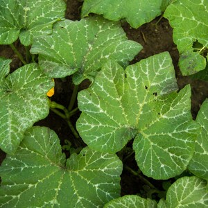 15+ Chappan Kaddu frön, Cucurbita pepo, indisk zucchini, sommarsquash bild 9