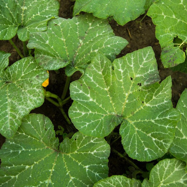15+ Chappan Kaddu frön, Cucurbita pepo, indisk zucchini, sommarsquash bild 9
