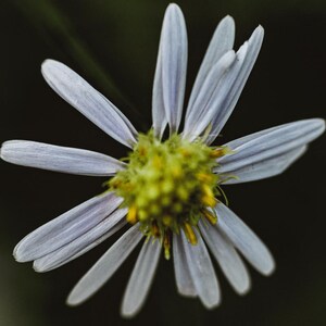 15+ Panicled Aster Seeds, Symphyotrichum lanceolatum, Lance-Leaved Wildflower image 9