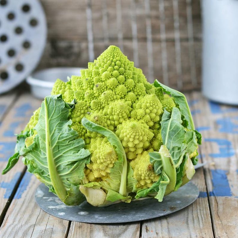 Más de 100 semillas de coliflor romanesco, Brassica oleracea, coliflor romanesco, cabezas espirales de color verde lima. imagen 5