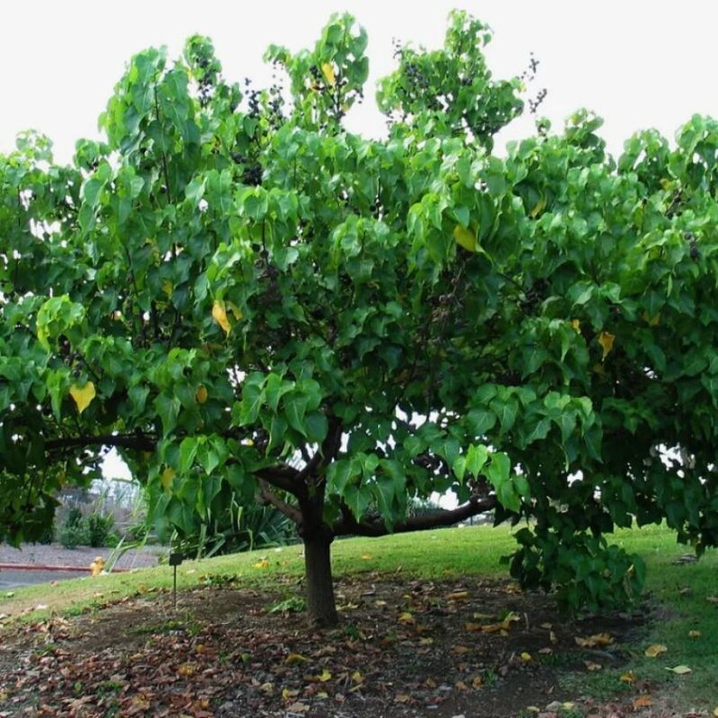 10-30 Portia Tree Seeds, Thespesia Populnea, Indian Tulip Tree, Milo, Pacific Rosewood image 5