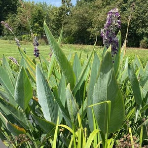 May include: A cluster of tall, green, lance-shaped leaves surrounding several upright stalks topped with dense, purple, textured flower spikes. The plants grow near a water edge, with long, thin, light green blades extending from the base.
