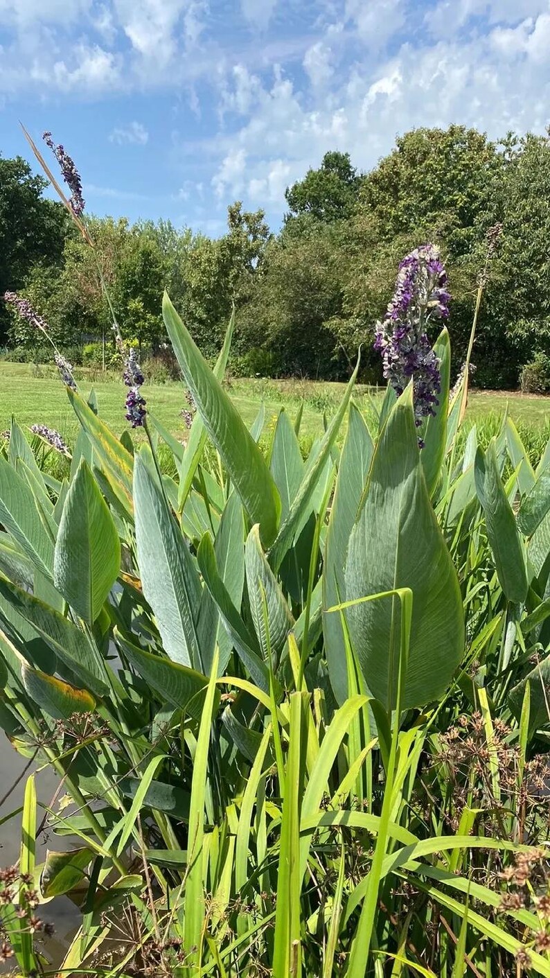 May include: A cluster of tall, green, lance-shaped leaves surrounding several upright stalks topped with dense, purple, textured flower spikes. The plants grow near a water edge, with long, thin, light green blades extending from the base.