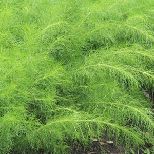30-100 Shatavari Seeds, Asparagus Racemosus, Satavar, Wild Asparagus, Indian Asparagus, Herb Seeds image 9