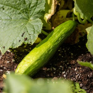 Puede incluir: Un pepino verde creciendo sobre tierra marr&oacute;n oscura, rodeado de grandes hojas verdes texturizadas. El pepino tiene una forma alargada y rugosa, posicionado diagonalmente en el encuadre, parcialmente sombreado por el follaje circundante.