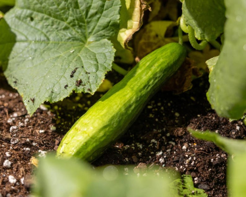 Puede incluir: Un pepino verde creciendo sobre tierra marr&oacute;n oscura, rodeado de grandes hojas verdes texturizadas. El pepino tiene una forma alargada y rugosa, posicionado diagonalmente en el encuadre, parcialmente sombreado por el follaje circundante.