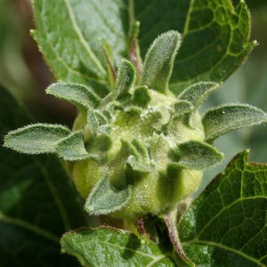 50-200 Samen der Strauchigen Stylosanthes (Stylosanthes scabra), einer Futterpflanzen-Leguminose Bild 2