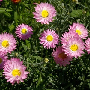 K&ouml;nnte beinhalten: Eine Ansammlung von Strohblumen mit mehreren Schichten hellrosa Bl&uuml;tenbl&auml;ttern, die ein leuchtend gelbes Zentrum umgeben. Die Blumen sind zwischen d&uuml;nnen, gr&uuml;nen, lanzettlichen Bl&auml;ttern und schlanken St&auml;ngeln angeordnet und bilden ein dichtes Ensemble.