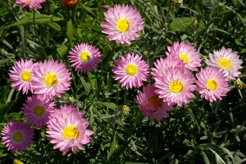 K&ouml;nnte beinhalten: Eine Ansammlung von Strohblumen mit mehreren Schichten hellrosa Bl&uuml;tenbl&auml;ttern, die ein leuchtend gelbes Zentrum umgeben. Die Blumen sind zwischen d&uuml;nnen, gr&uuml;nen, lanzettlichen Bl&auml;ttern und schlanken St&auml;ngeln angeordnet und bilden ein dichtes Ensemble.