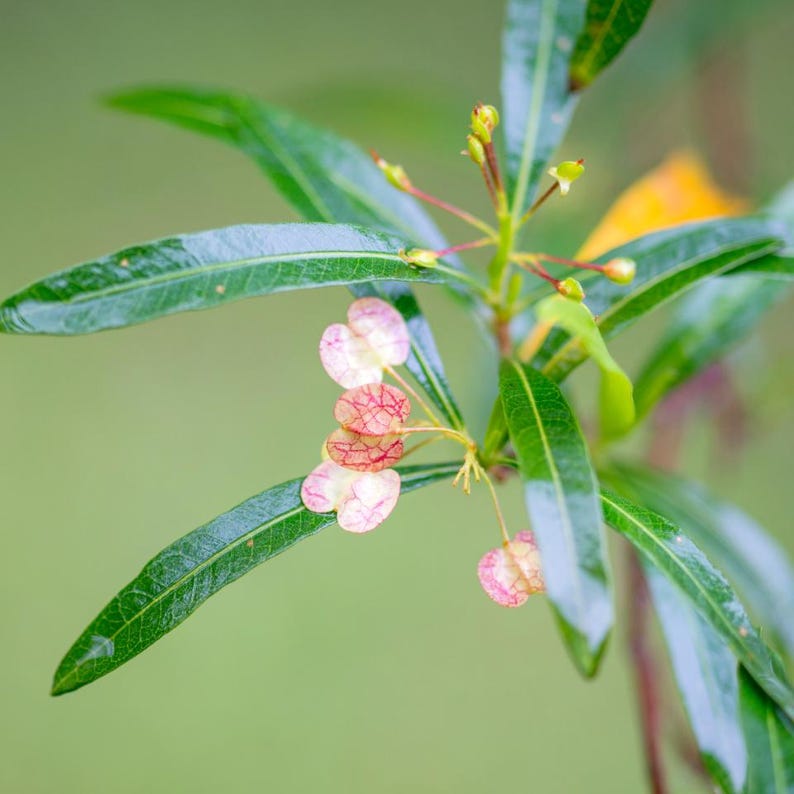 25-100 zaden van de hopstruik (Dodonaea viscosa), een haagstruik. afbeelding 5