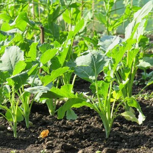 コールラビ（Brassica oleracea、ドイツカブ、根菜）の種100粒以上 画像 3