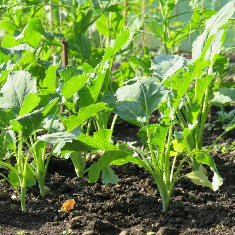 コールラビ（Brassica oleracea、ドイツカブ、根菜）の種100粒以上 画像 3