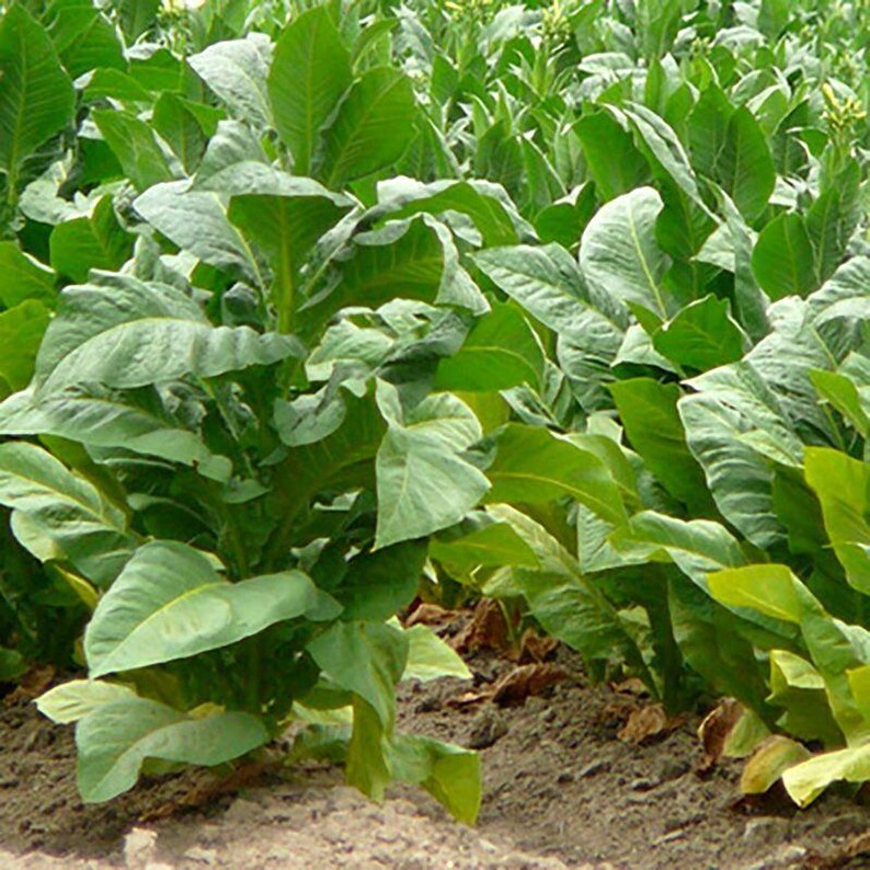 50-300 türkische Tabaksamen, Nicotiana tabacum Bild 3