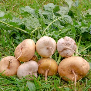 Meer dan 100 zaden van de gouden bolraap (Brassica rapa), een gele wortelgroente. afbeelding 4