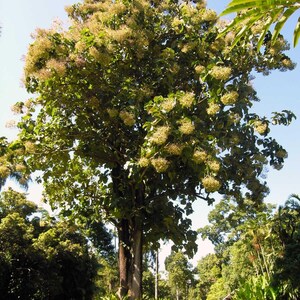 Pu&ograve; includere: Un alto albero di teak con un tronco marrone spesso e strutturato e un'ampia chioma piena di grandi foglie verdi e grappoli di piccoli fiori giallo pallido che sbocciano tra i rami sotto un cielo azzurro e limpido.