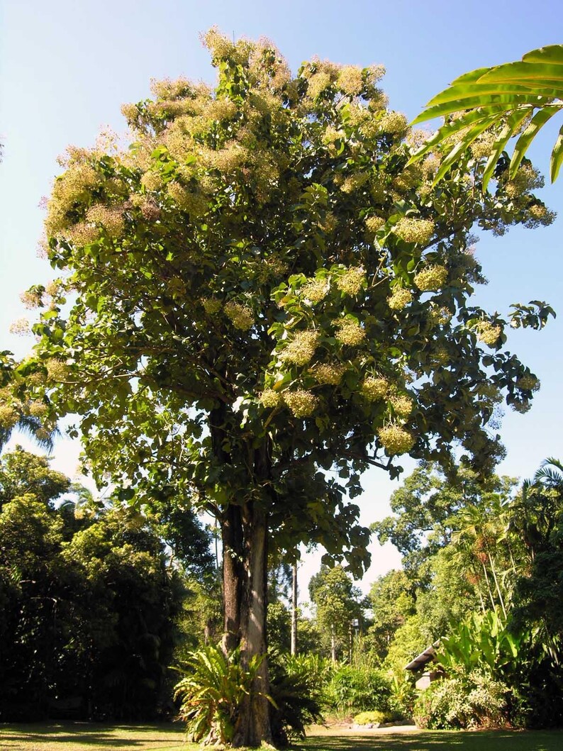 Pu&ograve; includere: Un alto albero di teak con un tronco marrone spesso e strutturato e un'ampia chioma piena di grandi foglie verdi e grappoli di piccoli fiori giallo pallido che sbocciano tra i rami sotto un cielo azzurro e limpido.