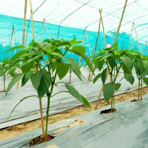 50+ Yellow chili pepper Seeds, Capsicum frutescens, Peppers image 10