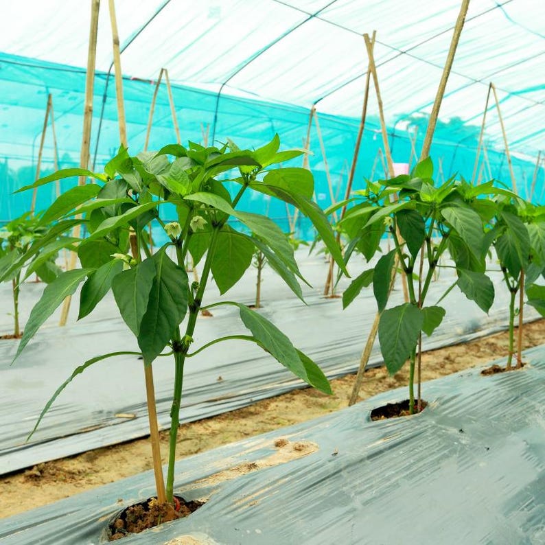 50+ Yellow chili pepper Seeds, Capsicum frutescens, Peppers image 10