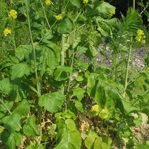 Puede incluir: Una planta de mostaza alta con hojas de color verde vibrante y racimos de peque&ntilde;as flores de color amarillo brillante que crecen en tallos delgados y erguidos. La planta presenta un follaje ancho y texturizado con tallos esbeltos.