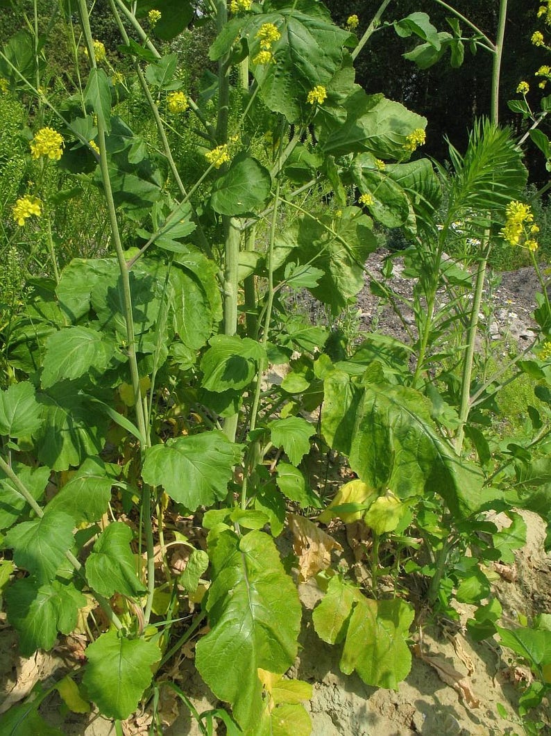 Puede incluir: Una planta de mostaza alta con hojas de color verde vibrante y racimos de peque&ntilde;as flores de color amarillo brillante que crecen en tallos delgados y erguidos. La planta presenta un follaje ancho y texturizado con tallos esbeltos.