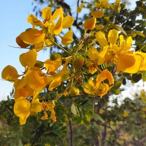 May include: A cluster of vibrant yellow flowers with five rounded petals each, featuring thin stamens and small green buds, growing on a branch with pinnate green leaves against a clear blue sky during the daytime.