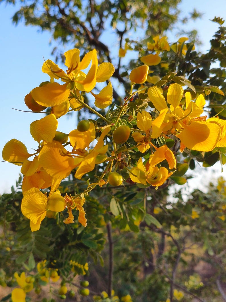 May include: A cluster of vibrant yellow flowers with five rounded petals each, featuring thin stamens and small green buds, growing on a branch with pinnate green leaves against a clear blue sky during the daytime.