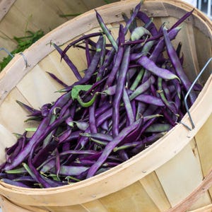 10-30 Purple Pod Bean Seeds, Phaseolus vulgaris, Fiery Violet Pods, Purple French Beans image 8