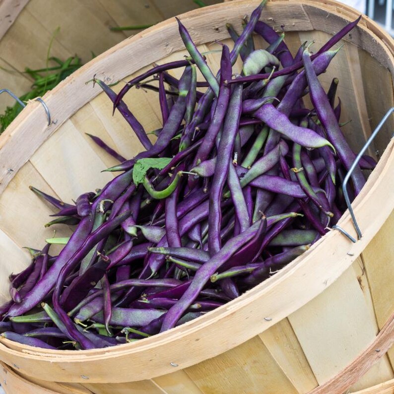 10-30 Purple Pod Bean Seeds, Phaseolus vulgaris, Fiery Violet Pods, Purple French Beans image 8
