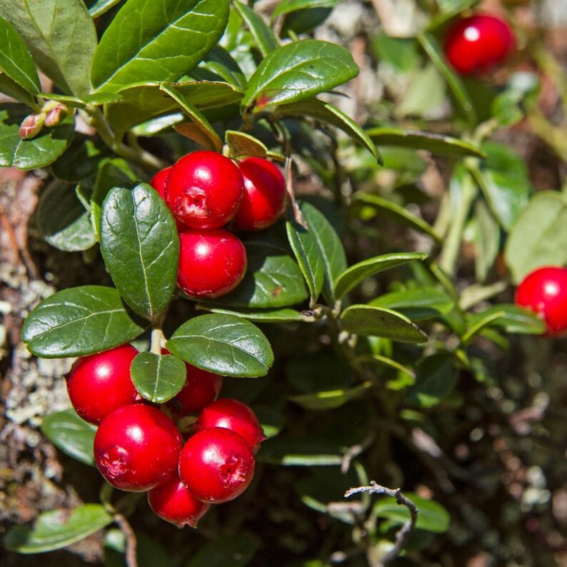 30-100 nasion żurawiny, Vaccinium macrocarpon, żurawina amerykańska, roślina o czerwonych jagodach zdjęcie 4