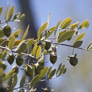 May include: A jojoba plant branch featuring numerous small, oval-shaped, light green leaves and several round, smooth, olive-green jojoba fruits hanging from thin stems. The plant is captured in natural light with a soft, out-of-focus blue background.