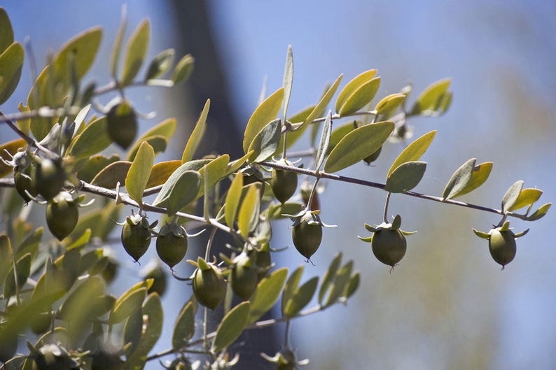 May include: A jojoba plant branch featuring numerous small, oval-shaped, light green leaves and several round, smooth, olive-green jojoba fruits hanging from thin stems. The plant is captured in natural light with a soft, out-of-focus blue background.