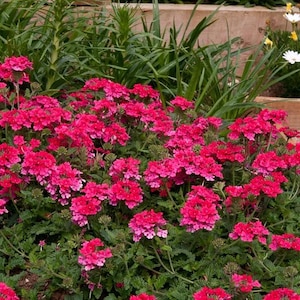 Peut inclure: Un groupe dense de fleurs de verveine magenta vif avec de petites fleurs &agrave; cinq p&eacute;tales dispos&eacute;es en t&ecirc;tes arrondies. Les plantes pr&eacute;sentent des feuilles et des tiges vertes textur&eacute;es et dentel&eacute;es, avec quelques fleurs blanches visibles.
