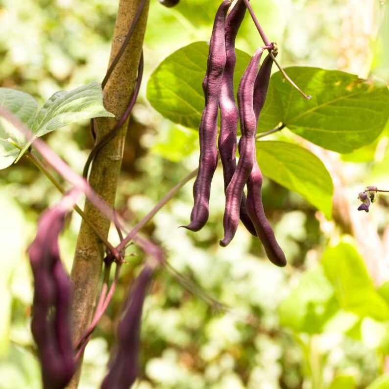 10-30 Purple Pod Bean Seeds, Phaseolus vulgaris, Fiery Violet Pods, Purple French Beans image 7