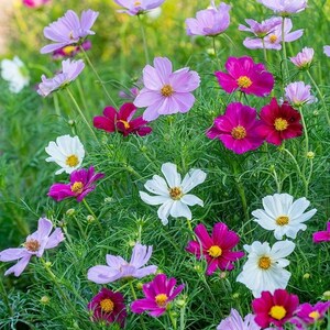 K&ouml;nnte beinhalten: Eine Ansammlung von Kosmeenbl&uuml;ten in Wei&szlig;, Hellrosa und tiefem Magenta, jede mit einer gelben Mitte und zarten, d&uuml;nnen Bl&uuml;tenbl&auml;ttern, die an schlanken gr&uuml;nen St&auml;ngeln mit feinem, federartigem Laub in einem Garten wachsen.