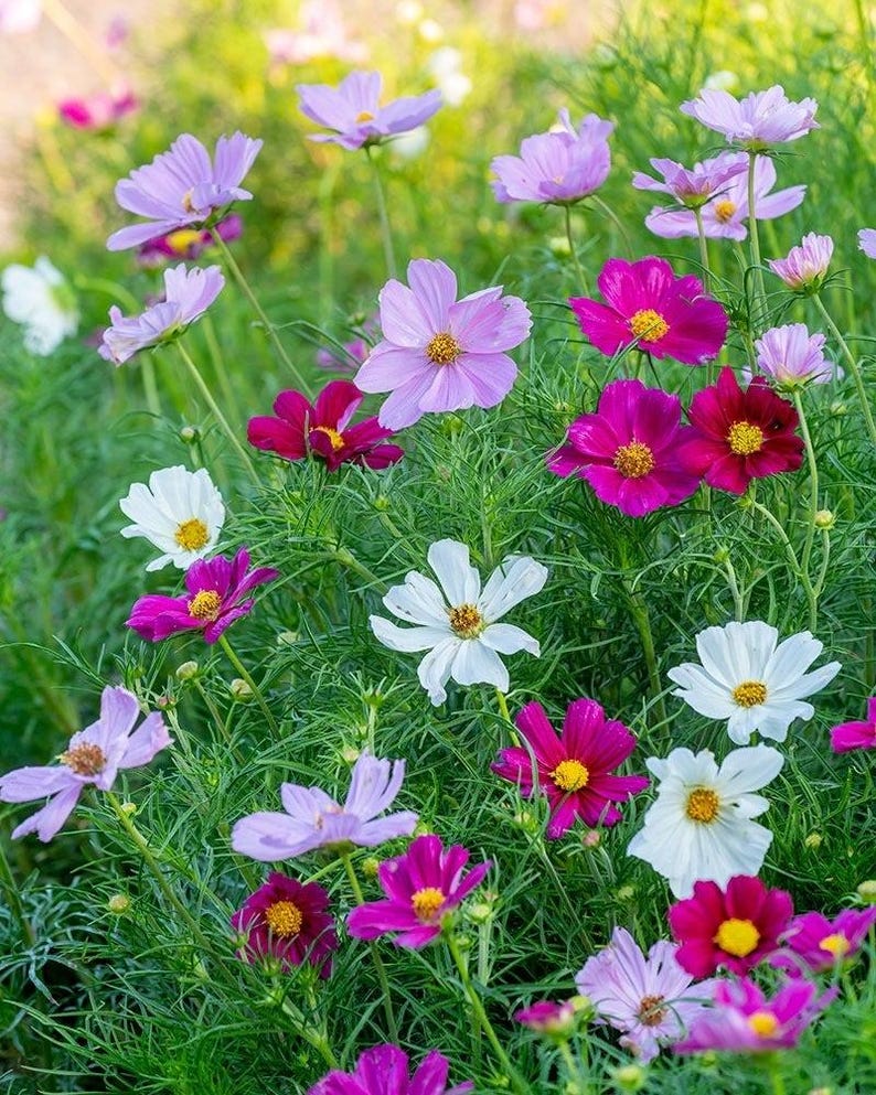 K&ouml;nnte beinhalten: Eine Ansammlung von Kosmeenbl&uuml;ten in Wei&szlig;, Hellrosa und tiefem Magenta, jede mit einer gelben Mitte und zarten, d&uuml;nnen Bl&uuml;tenbl&auml;ttern, die an schlanken gr&uuml;nen St&auml;ngeln mit feinem, federartigem Laub in einem Garten wachsen.
