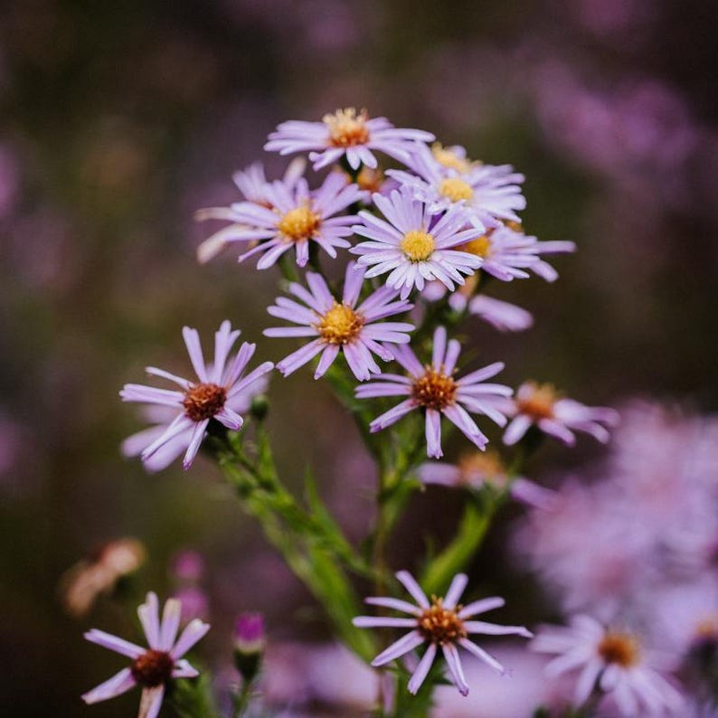 15+ Panicled Aster Seeds, Symphyotrichum lanceolatum, Lance-Leaved Wildflower image 5