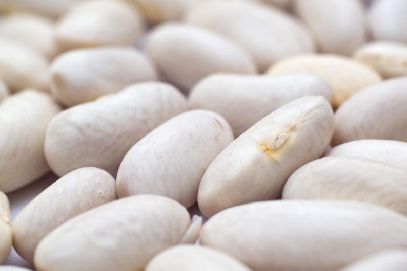 Pu&ograve; includere: Una collezione di fagioli bianchi secchi, ognuno caratterizzato da una superficie liscia e opaca e da una forma ovale allungata. I fagioli sono di colore bianco sporco, con un piccolo e distinto ilo color marrone chiaro visibile sul lato.