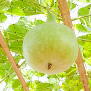 15+ Bottle gourd Lattu Seeds, Cucurbita, Pumpkins, gourds and melons image 7