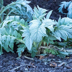 30+ Samen der Grünen Artischocke (Cynara scolymus, Grüne Artischocke, Grüne Knospen) Bild 6