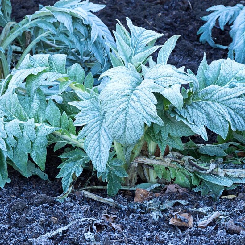 30+ Samen der Grünen Artischocke (Cynara scolymus, Grüne Artischocke, Grüne Knospen) Bild 6