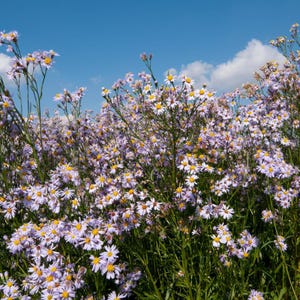 15+ Panicled Aster Seeds, Symphyotrichum lanceolatum, Lance-Leaved Wildflower image 8