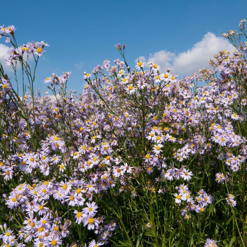 15+ Panicled Aster Seeds, Symphyotrichum lanceolatum, Lance-Leaved Wildflower image 8
