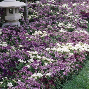 Peut inclure: Une lanterne en pierre de style japonais se dresse &agrave; c&ocirc;t&eacute; d'un massif de jardin dense rempli d'un m&eacute;lange vibrant de petites fleurs violettes, pourpres et blanches. Les plantes basses cr&eacute;ent un tapis &eacute;pais et color&eacute; de fleurs au sol.