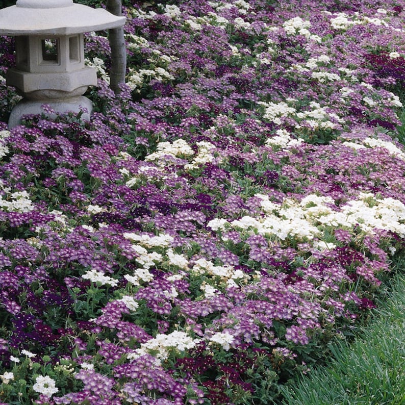 Peut inclure: Une lanterne en pierre de style japonais se dresse &agrave; c&ocirc;t&eacute; d'un massif de jardin dense rempli d'un m&eacute;lange vibrant de petites fleurs violettes, pourpres et blanches. Les plantes basses cr&eacute;ent un tapis &eacute;pais et color&eacute; de fleurs au sol.